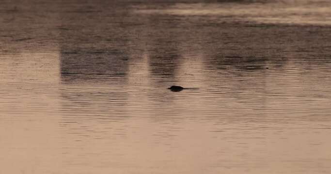 foulque macroule (fulica atra) se nourrissant en contre jour