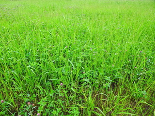 緑肥茂る初夏の畑