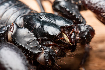 Close up picture of Emperor scorpion, Heterometrus laoticus on wooden background