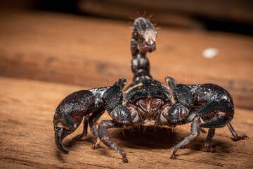 Emperor scorpion, Heterometrus laoticus on wooden background