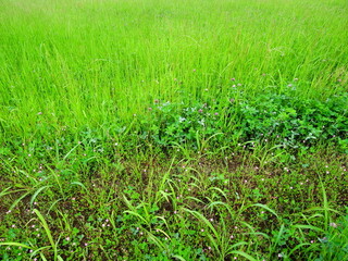 緑肥茂る初夏の畑