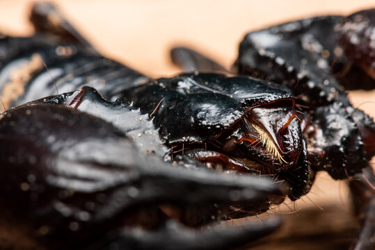 Close up picture of Emperor scorpion, Heterometrus laoticus on wooden background