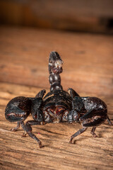 Emperor scorpion, Heterometrus laoticus on wooden background