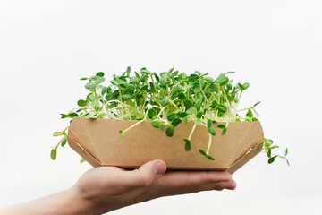 Fototapeta na wymiar Microgreen with soil in disposable eco plate in hands closeup. Man holds green microgreen of sunflower seeds in hands. Idea for healthy vegan food delivery service. green microgreen advert.