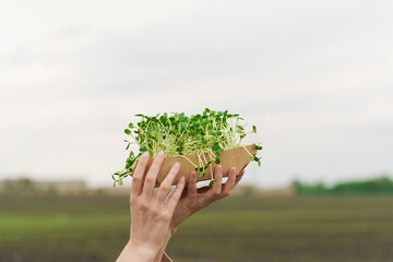 Naklejka na ściany i meble Microgreen with soil in hands closeup. Girl touches green microgreen of sunflower seeds in hands. Idea for healthy vegan food delivery service. green microgreen advert.