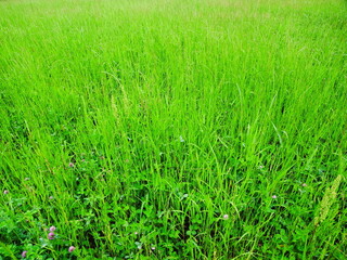 緑肥茂る初夏の畑