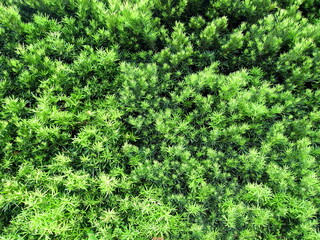 初夏の槇の生垣