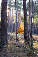 grande forêt, soleil et arbre aux feuilles oranges au mois d'automne