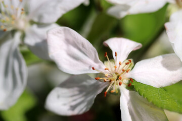 Fototapeta na wymiar apple tree flower blossom in spring time, flower close up