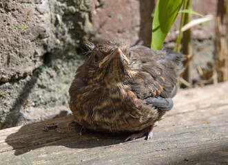 Obraz premium Close-up of a young blackbird (Turdus merula)