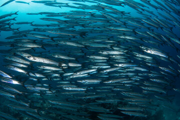 School of Chevron Barracuda, Sphyraena Putnamiae in a tropical blue waters of Andaman sea