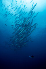 Fototapeta na wymiar School of Chevron Barracuda, Sphyraena Putnamiae in a tropical blue waters of Andaman sea