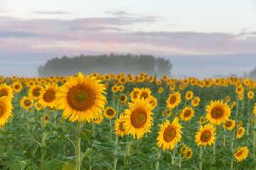 Obraz premium Sunrise over the field of sunflowers against a cloudy sky. Beautiful summer landscape. selective focus