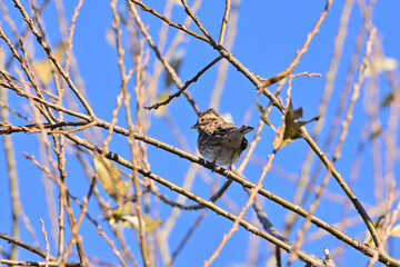Rustic bunting