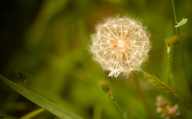 dandelion seed head green background