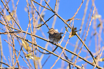 Rustic bunting