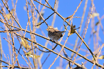 Rustic bunting