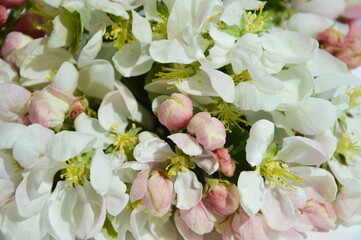 White flower. blooming Apple tree. a delicate floral arrangement of a white bouquet for decoration and background.