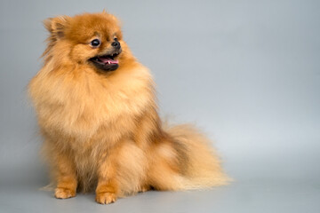 Obraz premium Pomeranian spitz.Empty space for text. Fluffy Spitz