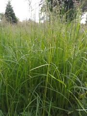 rice field in thailand