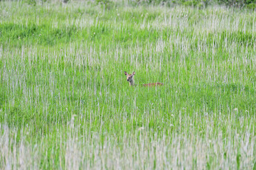 Deer to walk the marsh