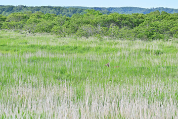 Deer to walk the marsh