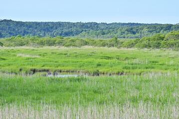 kiritappu wetland