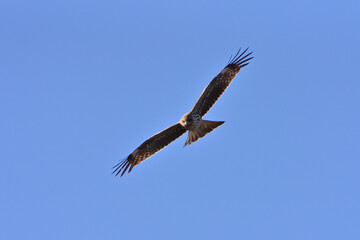 Fototapeta na wymiar Black kite