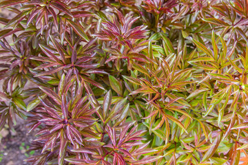 abstract background of green and red leaves and plant buds