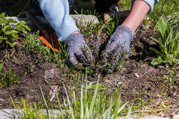 a man with gloves removes weeds and plants crops in the ground
