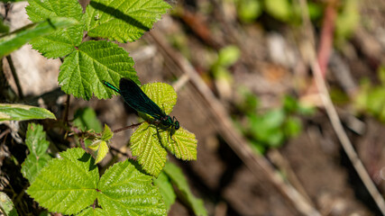 Dragonfly on a leaf