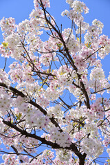 Two color Cherry blossoms in Japan	