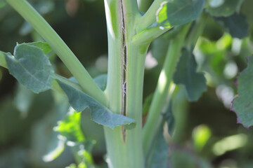 Nutrient deficiencies in plants, micronutrient deficiencies, boron deficiency in rapeseed
