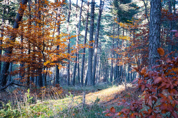 Fototapeta premium Sous bois en automne