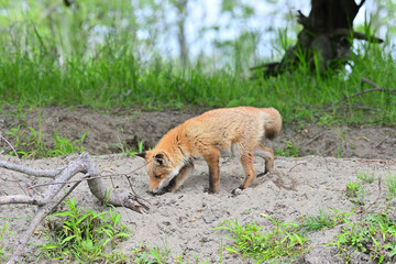 Ezo red fox