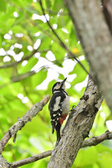 great spotted woodpecker