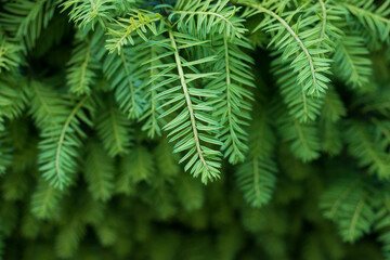 Closeup of Fir branch detail in the hedge of public garden