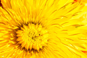 yellow dandelion flower with visible details. background