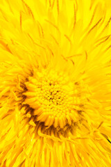 yellow dandelion flower with visible details. background