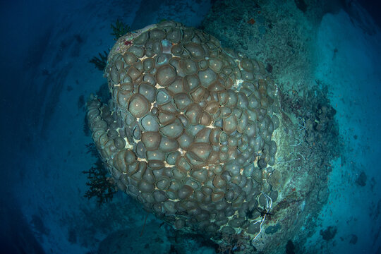 Colony of Elephant ear anemone/giant cup mushroom (Amplexidiscus fenestrafer) on the coral reef of Similan Islands, Thailand