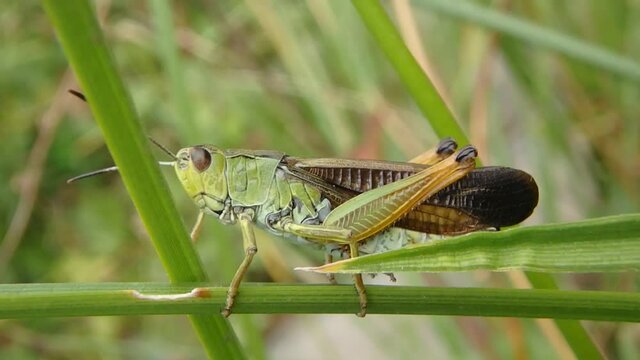 Grasshopper making sound by rubbing it's hind legs against it's wings. It is on a field calling song to attract females, on spring season.