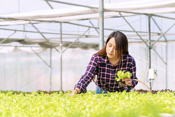 Young farmer woman checking fresh lettuce organic vegetable with basket at greenhouse hydroponic organic farm. Owner small business entrepreneur organic vegetable farm and healthy food concept