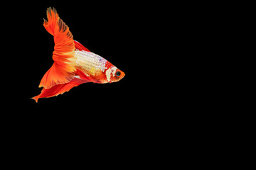 Fototapeta na wymiar Multicolor Betta splendens fighting fish in Thailand on isolated black background. The moving moment beautiful of orange Siamese betta fish with copy space.