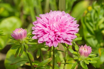 Pink Aster blooms in the garden