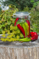 A jar of hot peppers on an old tree stump in the garden