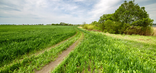 Rural summer landscape. Green field of wheat and blue sky on farm. Road through green meadow. Nature landscape wilderness. Agriculture. Countryside outdoors, relaxation, space scenic.