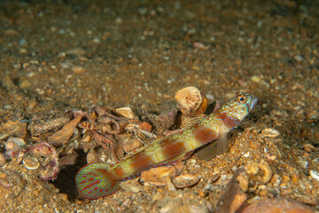 Wide-barred Shrimpgoby, Amblyeleotris latifasciata cloesup