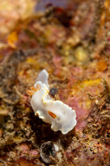 Ardeadoris averni nudibrach closeup photography  closeup photograpy in a Boonsung wreck near Khao Lak Thailand