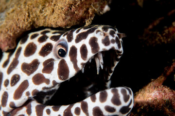 Face closeup Honeycomb Moray Eel, Gymnothorax favagineus 