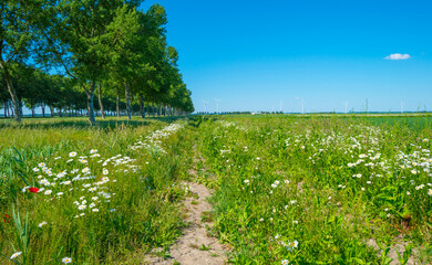 White wild flowers along an agricultural field below a blue sky in sunlight